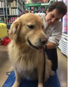 Massaging a blonde lab